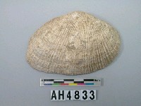 藏品(貝殼)的圖片